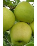 Яблуня домашня Голден Делішес (зимова) | Яблоня домашняя Голден Делишес (зимняя) | Malus domestica Golden Delicious